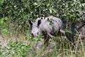 White rhino, Ziwa, Uganda Royalty Free Stock Photo