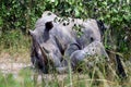 White rhino, Ziwa, Uganda Royalty Free Stock Photo