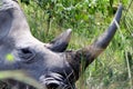 White rhino, Ziwa, Uganda Royalty Free Stock Photo