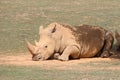 white rhino - zoo - france Royalty Free Stock Photo