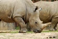 White Rhinoceros