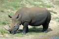 White rhinoceros Royalty Free Stock Photo