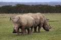 White Rhinoceros Royalty Free Stock Photo