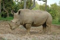 White Rhinoceros