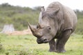 White rhinoceros Royalty Free Stock Photo