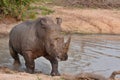 White rhinoceros Royalty Free Stock Photo