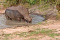 White rhinoceros Royalty Free Stock Photo