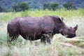 White rhinoceros