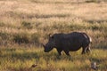 White Rhinoceros