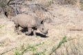 White rhinoceros baby South Africa Royalty Free Stock Photo