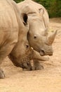 White Rhinoceros Battle 2