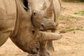 White Rhinoceros Battle 1