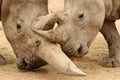 White Rhinoceros Battle 4