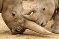 White Rhinoceros Battle 3