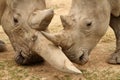 White Rhinoceros Battle 6