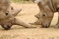 White Rhinoceros Battle 8