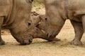 White Rhinoceros Battle 16