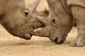 White Rhinoceros Battle 17