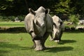 White rhinoceros in the beautiful nature looking habitat Royalty Free Stock Photo