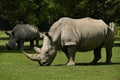 White rhinoceros in the beautiful nature looking habitat Royalty Free Stock Photo