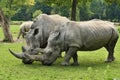 White rhinoceros in the beautiful nature looking habitat Royalty Free Stock Photo