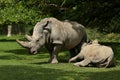 White rhinoceros in the beautiful nature looking habitat Royalty Free Stock Photo