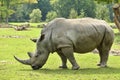 White rhinoceros in the beautiful nature looking habitat Royalty Free Stock Photo