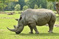 White rhinoceros in the beautiful nature looking habitat. Royalty Free Stock Photo