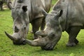 White rhinoceros in the beautiful nature looking habitat. Royalty Free Stock Photo