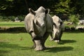 White rhinoceros in the beautiful nature looking habitat. Royalty Free Stock Photo