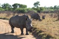 A landscape photo of an African white rhino bull, cow and calf. Royalty Free Stock Photo