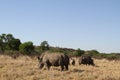 A landscape photo of an African white rhino bull, cow and calf. Royalty Free Stock Photo