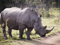 White rhinoceros bull standing Royalty Free Stock Photo