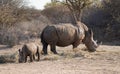 White Rhinoceros and calf in Waterberg Wilderness Private Reserve, Namibia Royalty Free Stock Photo