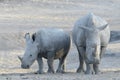 White rhinoceros with calf near waterhole Royalty Free Stock Photo