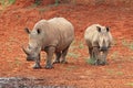 White rhinoceros and calf - South Africa Royalty Free Stock Photo