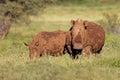 White rhinoceros and calf - South Africa Royalty Free Stock Photo