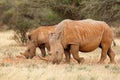White rhinoceros and calf - South Africa Royalty Free Stock Photo