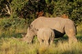 White rhinoceros and calf, South Africa Royalty Free Stock Photo