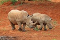 White rhinoceros and calf - South Africa Royalty Free Stock Photo