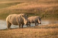 White rhinoceros with calf in South Africa Royalty Free Stock Photo