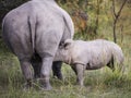 White rhinoceros calf standing next to his mother Royalty Free Stock Photo