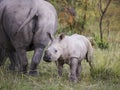 White rhinoceros calf standing next to his mother Royalty Free Stock Photo
