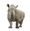 White Rhinoceros - Ceratotherium simum ( +/- 10 ye Royalty Free Stock Photo