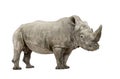 White Rhinoceros - Ceratotherium simum ( +/- 10 ye Royalty Free Stock Photo