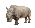 White Rhinoceros - Ceratotherium simum ( +/- 10 ye Royalty Free Stock Photo