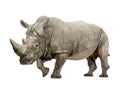 White Rhinoceros - Ceratotherium simum (+/- 10 years) Royalty Free Stock Photo