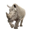 White Rhinoceros - Ceratotherium simum ( +/- 10 years)