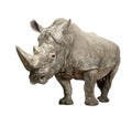 White Rhinoceros - Ceratotherium simum ( +/- 10 years)