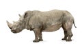 White Rhinoceros - Ceratotherium simum ( +/- 10 years) Royalty Free Stock Photo